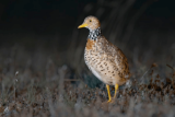 Australia uses AI to find plains-wanderer bird after 30 years