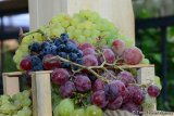 Uzbekistan reveals volume of grape exports for 11M2024