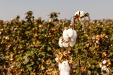 Significant increase in cotton fiber exports from Azerbaijan in 2024