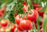 Azerbaijan’s tomato exports increase in 2024