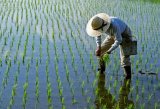 Japanese government release 200,000 tons of rice from state reserves