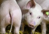 AI decodes oinks, grunts to keep pigs happy