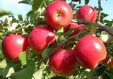 Last year marked successful year for apple farmers as exports saw significant growth