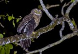 Cebu hawk-owl also delisted from Endangered species