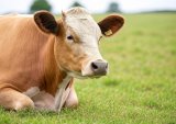 Azerbaijan reduces spending on live animal imports in 11M2024