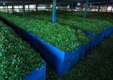 Iran's tea export stands at 10,000 tons in 7 months