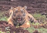 Challenges stack up for wildlife officials as tigress Jamuna moves out of Similipal after Zeenat