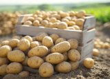 Azerbaijan discloses its revenues from potato exports