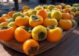 Azerbaijan spills beans on its persimmon export earnings