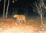 Forest department captures man eater leopard that killed 7-year-old boy in Surat