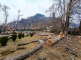 Outrage in Kashmir over felling of 500 years old Chinar trees