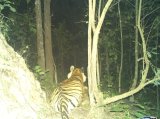 Tiger’s return creates panic in Jharkhand's Garhwa, kills another animal