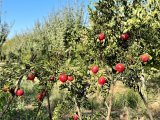 Pomegranate output rises 10,000 tons