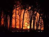 West Himalayas record sharp rise in wildfires in a yr