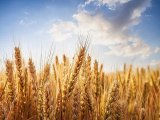 Madhya Pradesh increases wheat procurement prices to boost contribution to central pool