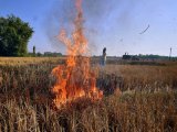 Punjab registers 874 FIRs, 471 DDRs for stubble burning