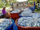 DA: Local fish Tamban can now be exported