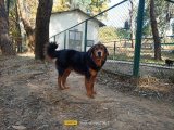 Himalayan 'Gaddi' dog recognised as an official breed