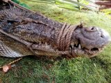 Wildlife personnel rescue saltwater crocodile trapped in Sarangani farm