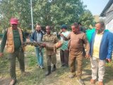 Crocodile fitted with satellite transmitter released in the Sundarbans