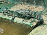 Madhya Pradesh: 2 crocodiles rescued from ponds inside residence of BJP MLA in Sagar district