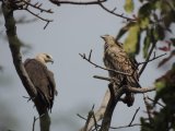 Rare sighting of Pallas's fish eagles thrills birders in Uttarakhand