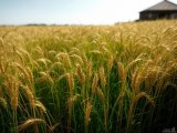 Uzbekistan set to create new frameworks for advancement of nation's agriculture