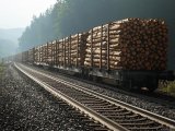 Uzbekistan doubles railway timber shipments over four years