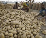 Himachal Government to set up potato processing plant in Una district