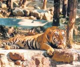 With new tiger pair, Dehradun zoo raking in moolah as visitors throng