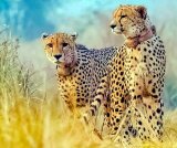 Five cheetahs released into wild in MP's Kuno National Park