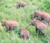 Guwahati Diary | AI-based system saves lives of jumbos