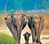 App for elephant route to check man-animal conflict in Jharkhand soon