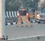 Watch: Cars Wait After Lion Briefly Stops Traffic On Gujarat Highway