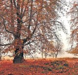 Kashmir chinars get digital protection through geo-tagging with QR-code