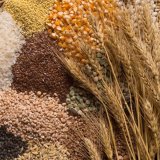 Kazakhstan sees growth in physical volume index of gross crop production for 2024