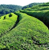 Azerbaijan’s tea exports rise amid growing production