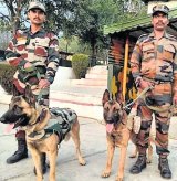 Army’s equine, canine unit falls short on training, animal transport use: CAG