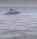 Mayor: Dead sperm whale found in Bohol town waters to undergo necropsy