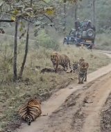 Watch: 5 Tigers Sunbathe In Front Of Tourists At Madhya Pradesh Reserve