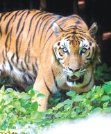 One more tigress found, big cat count reaches 5 in Palamu Tiger Reserve