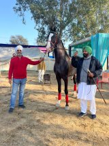 Marwari stallion priced at Rs 21 crore at Ghora-mandi in Muktsar's Maghi Mela, 600 horses sold