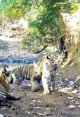 PM lauds efforts as India gets 58th tiger reserve