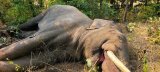 Elephant succumbs to injuries after suspected fight with another tusker in Odisha's Sundargarh district