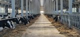 New dairy farm project in North Kazakhstan boosts regional milk production