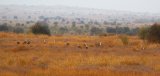 In Rare Sighting, 12 Endangered Great Indian Bustards Spotted Together