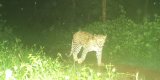 Leopard spotted near temple Gopuram, triggers panic