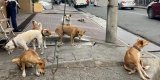 Cebu City as ‘pet-friendly’: Vet pushes advocacy for stray dogs