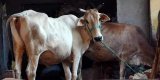 Cattle trader claims attack by suspected cow vigilantes; Maharashtra cops register case