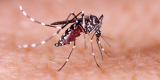 Rising temp increases dengue cases, says study